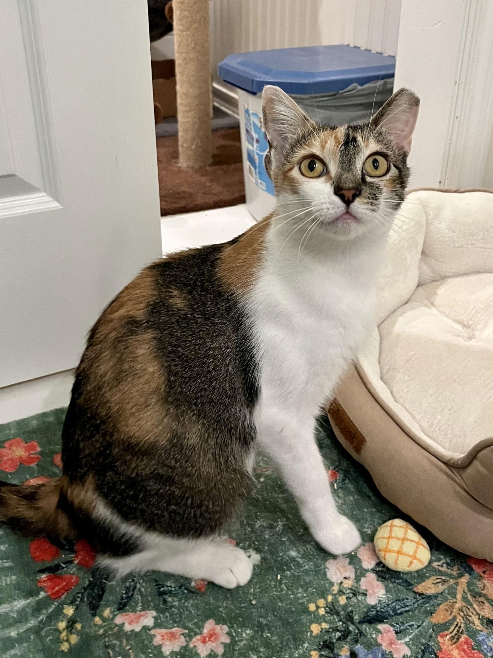 Paloma, a Adoptable Domestic Short Hair in Long Beach, CA image 3/3