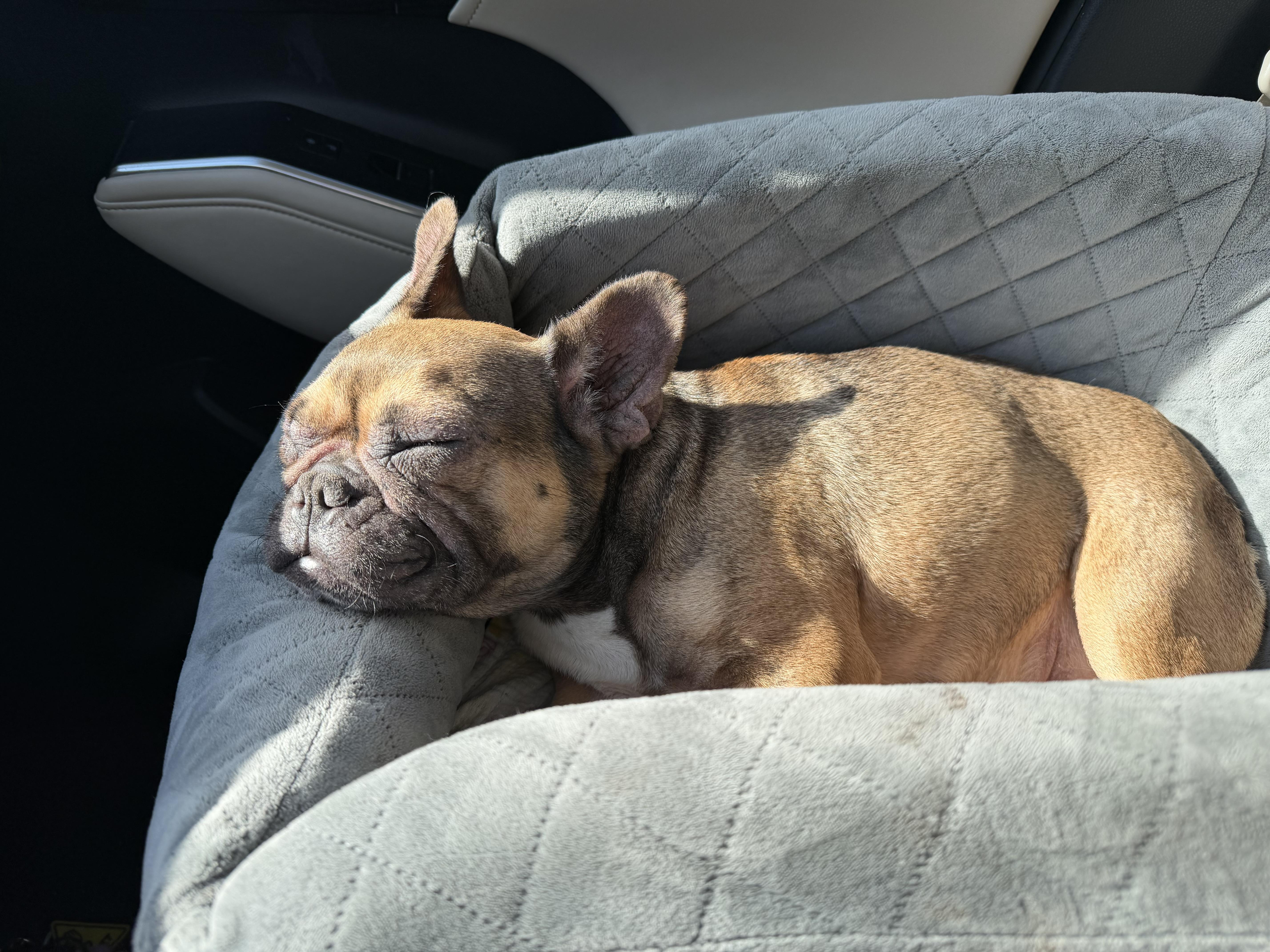 Enlarge Sweetie, an adopted French Bulldog in Naples, FL image 4/4