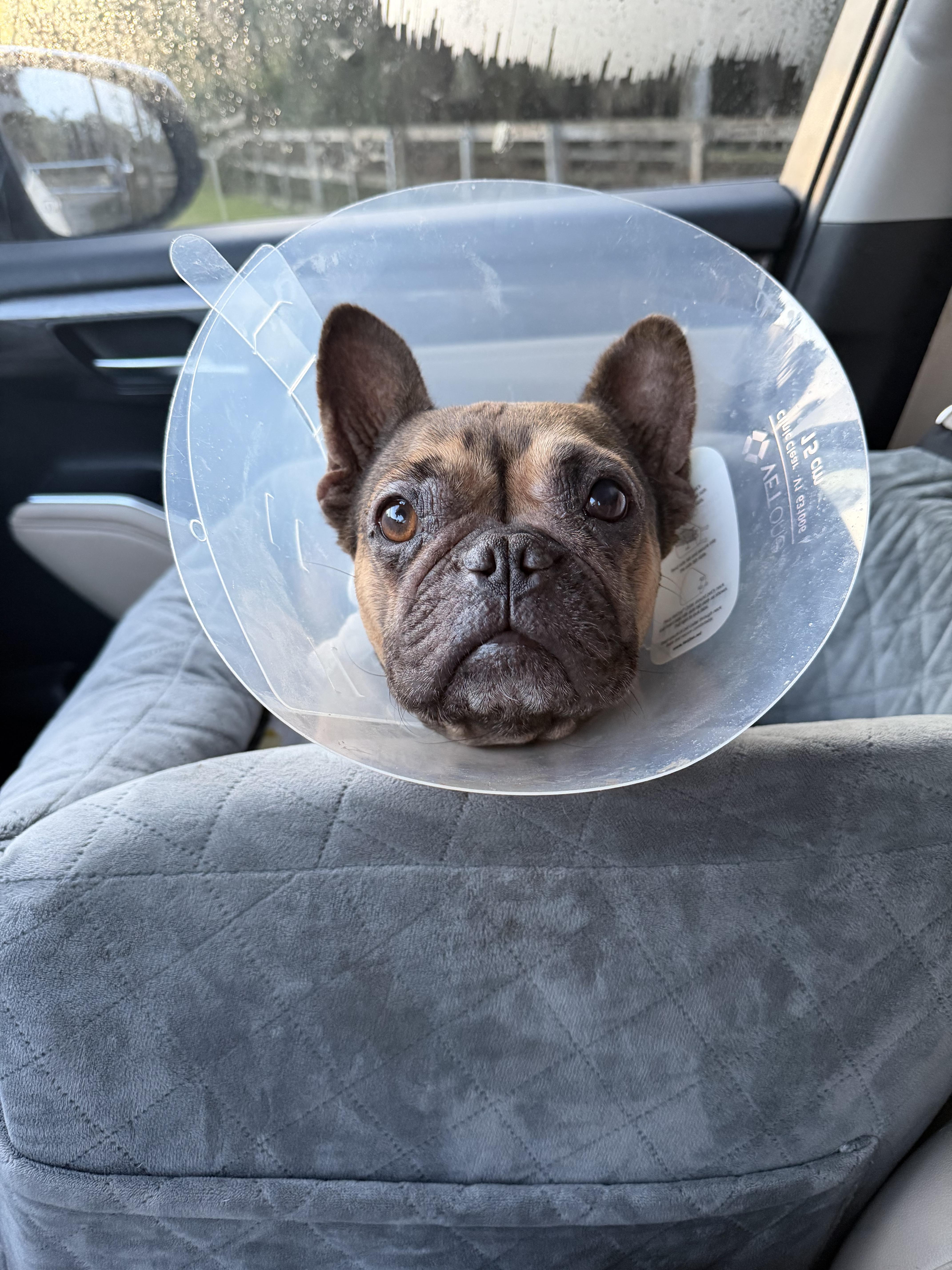 Enlarge Sweetie, an adopted French Bulldog in Naples, FL image 2/4