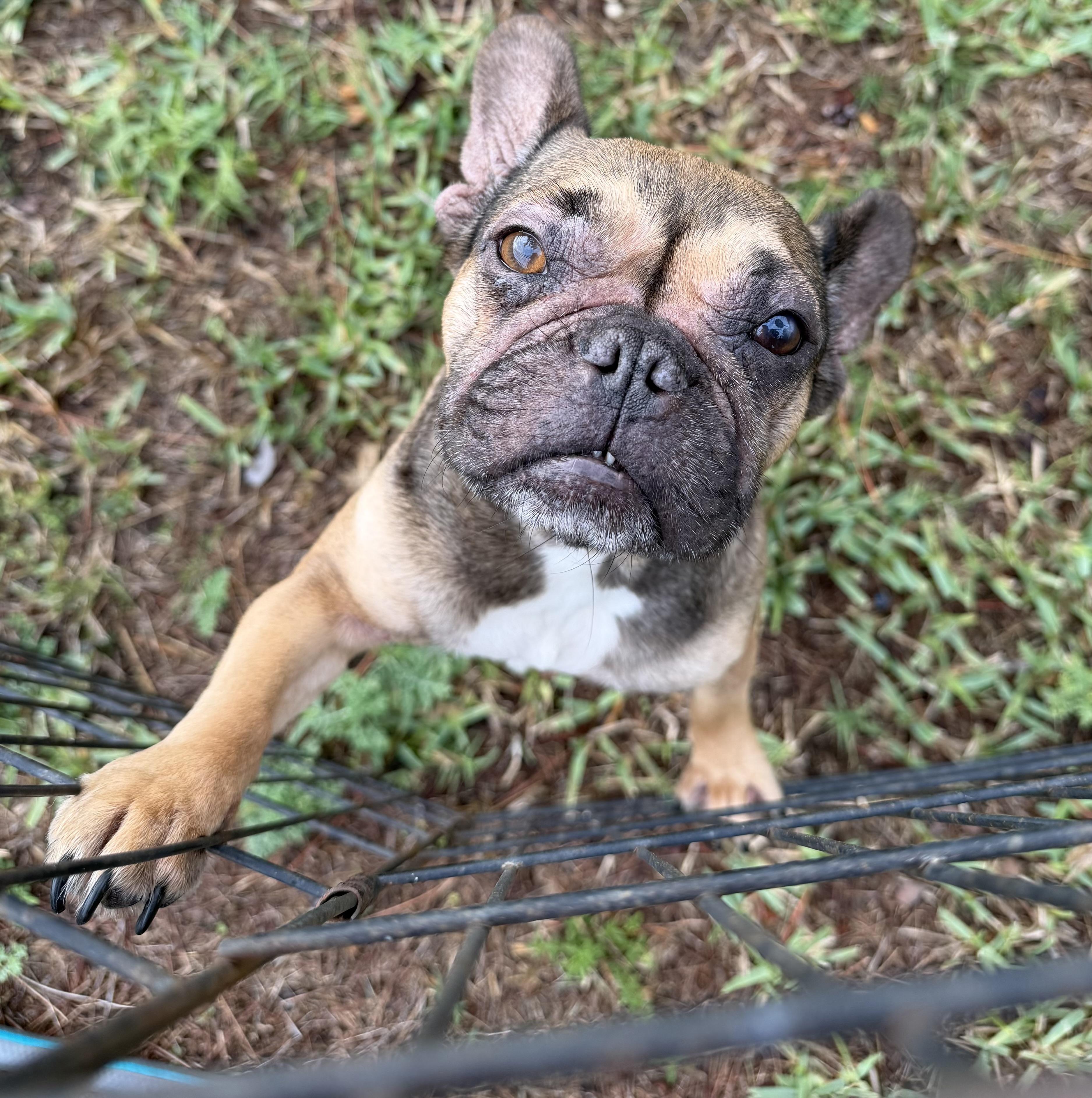 Sweetie, adopted, Adult Female French Bulldog.
