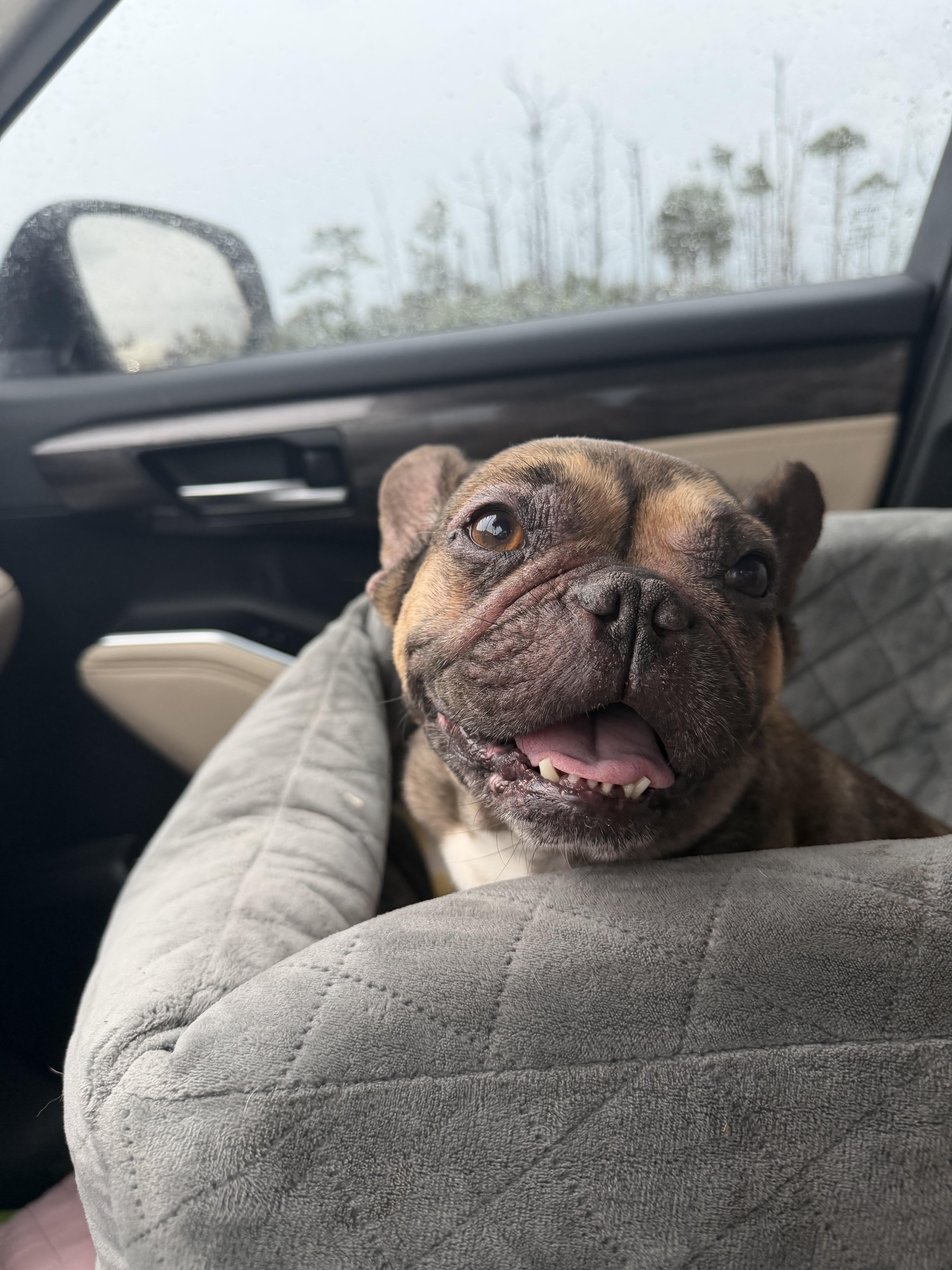 Enlarge Sweetie, an adopted French Bulldog in Naples, FL image 3/4