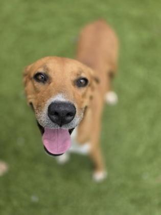 Enlarge Miss Nubbins, a Adoptable mixed breed in Gainesville, FL image 1/1