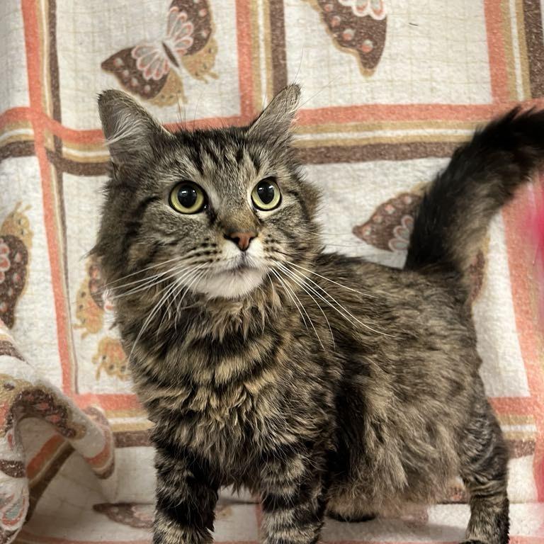 Roxanne — thumbnail 2