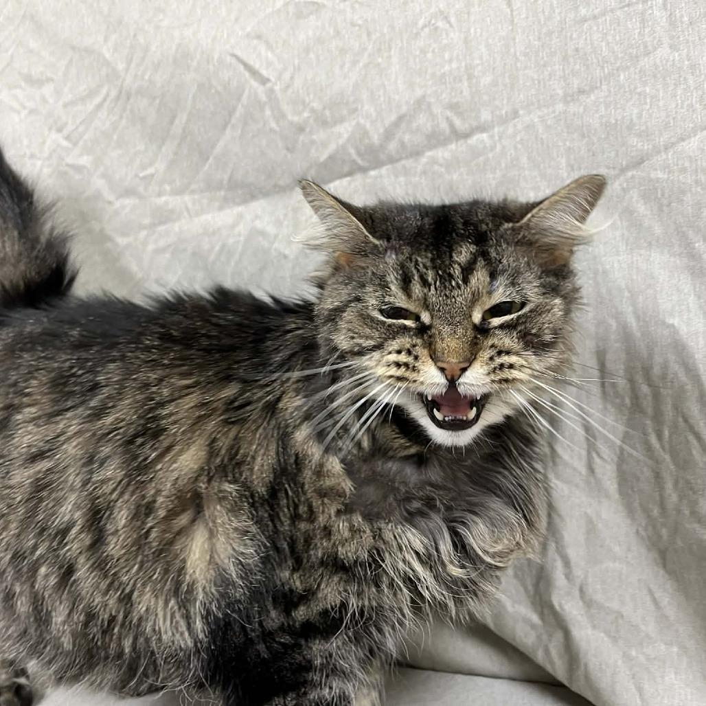 Roxanne — thumbnail 3