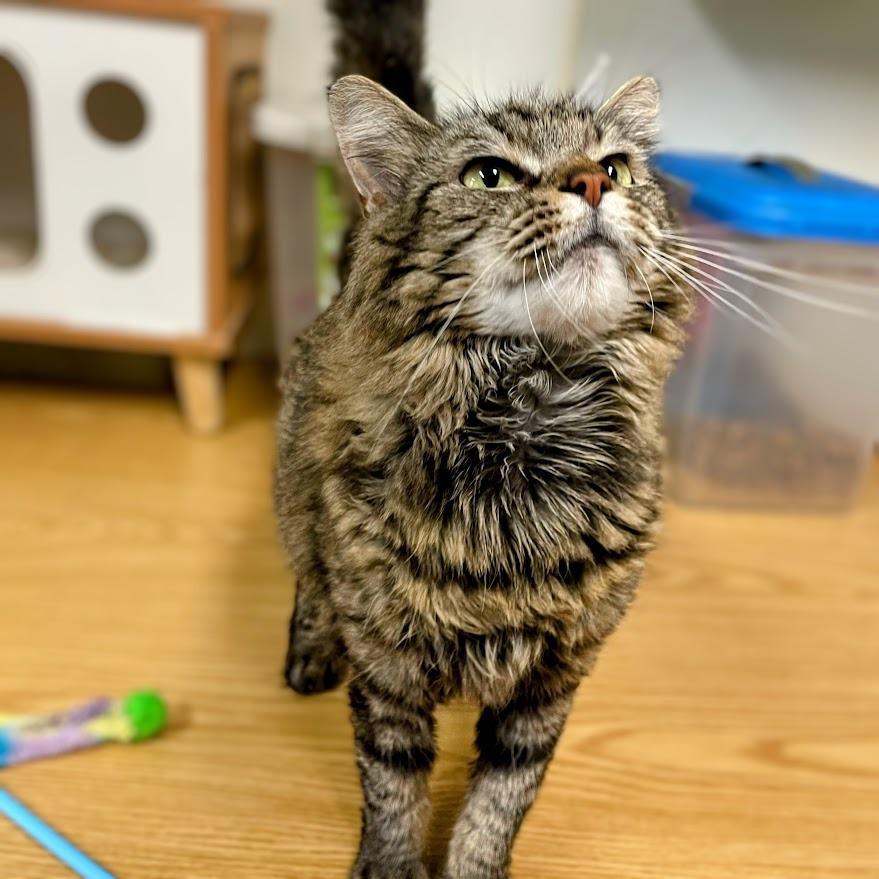 Roxanne — thumbnail 4