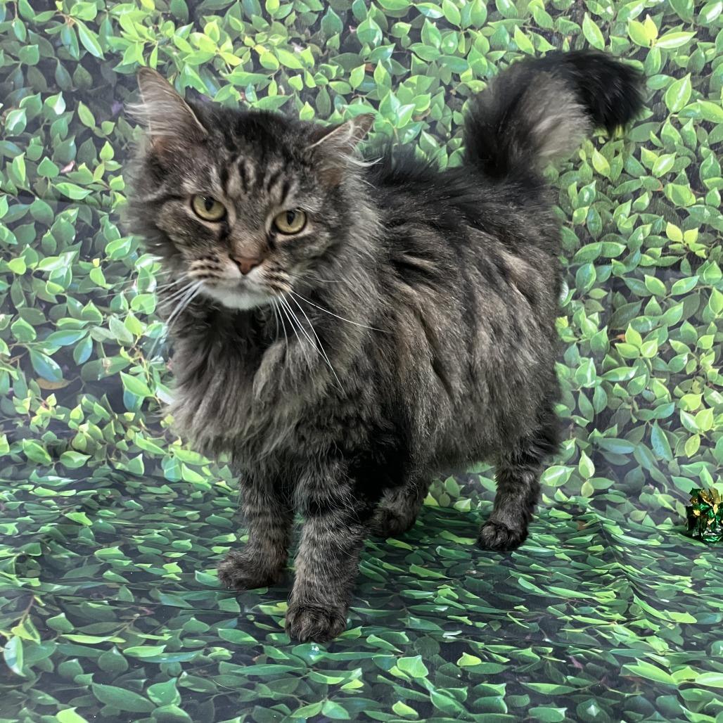 Roxanne — thumbnail 5