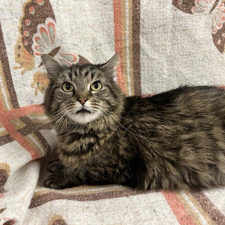 Roxanne — thumbnail 6