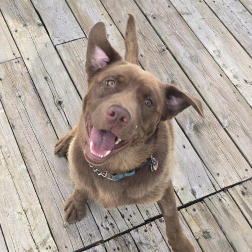 Enlarge Rocco, a Adoptable mixed breed in Hawkestone, ON image 2/5