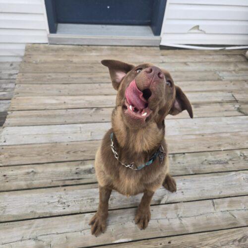 Enlarge Rocco, a Adoptable mixed breed in Hawkestone, ON image 3/5