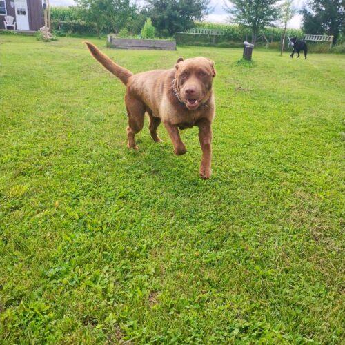 Enlarge Rocco, a Adoptable mixed breed in Hawkestone, ON image 4/5
