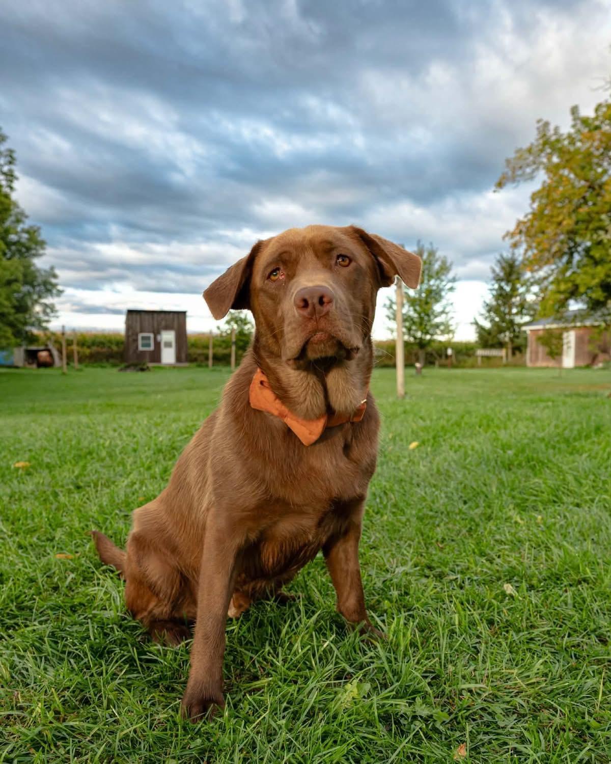 Enlarge Rocco, a Adoptable mixed breed in Hawkestone, ON image 1/5