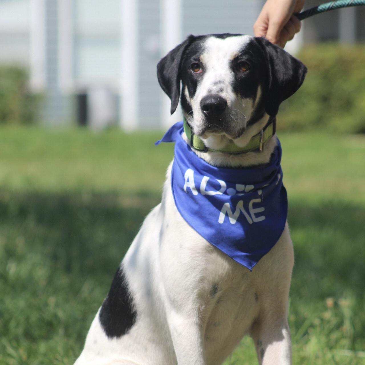 Enlarge Sadie, a Adoptable mixed breed in Jamaica Plain, MA image 5/6