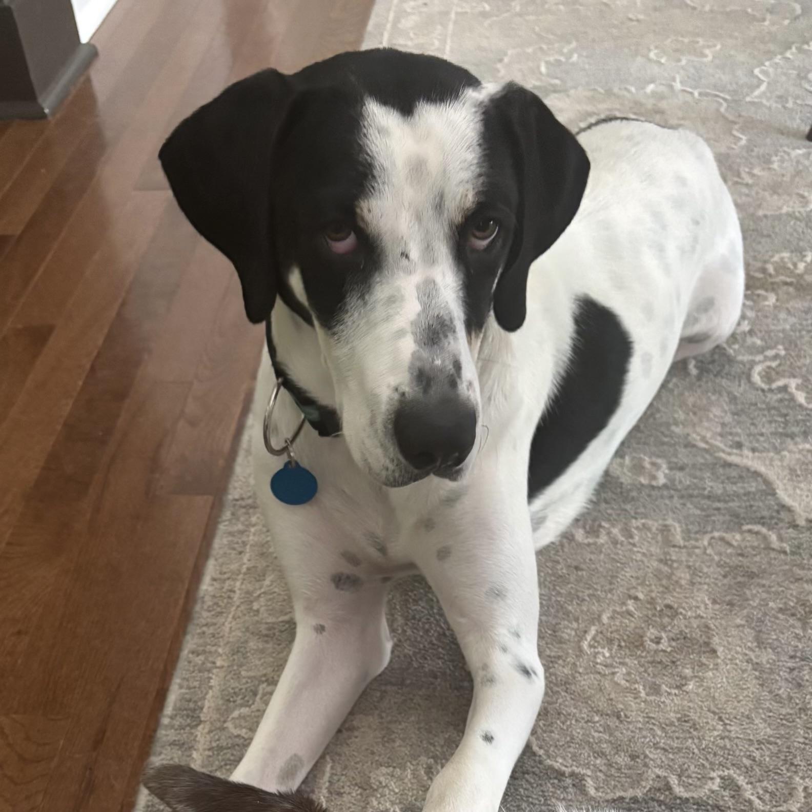 Sadie, Adoptable, Adult Female Hound.