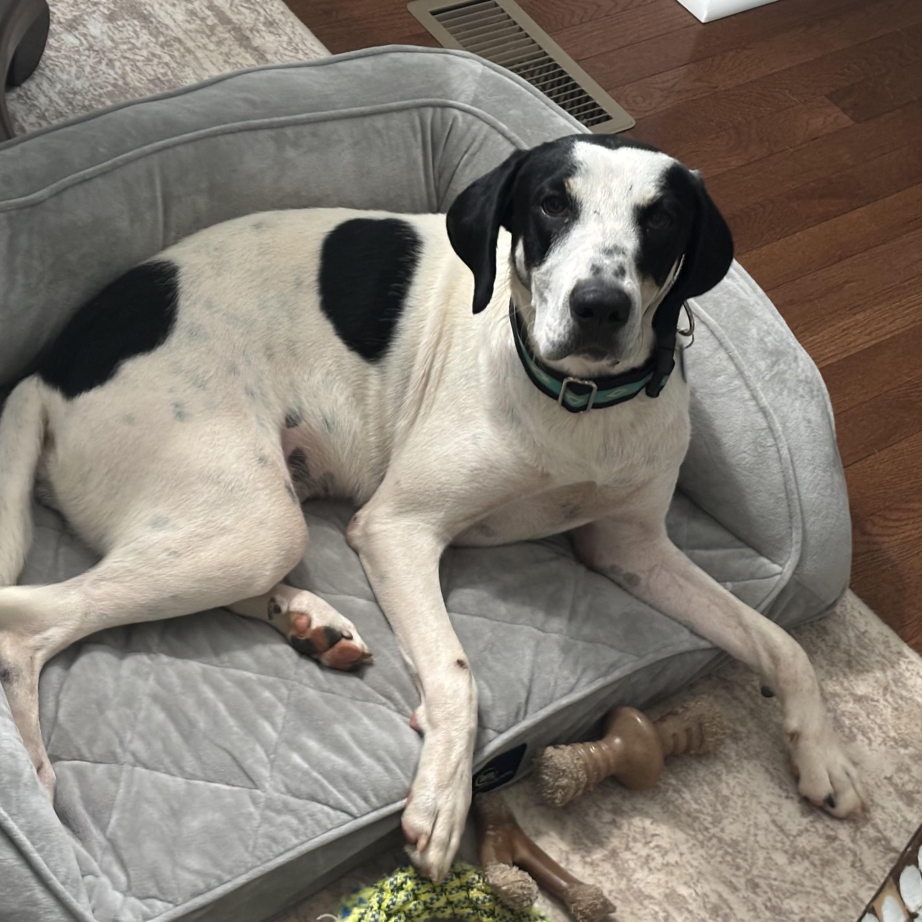 Enlarge Sadie, a Adoptable mixed breed in Jamaica Plain, MA image 4/6