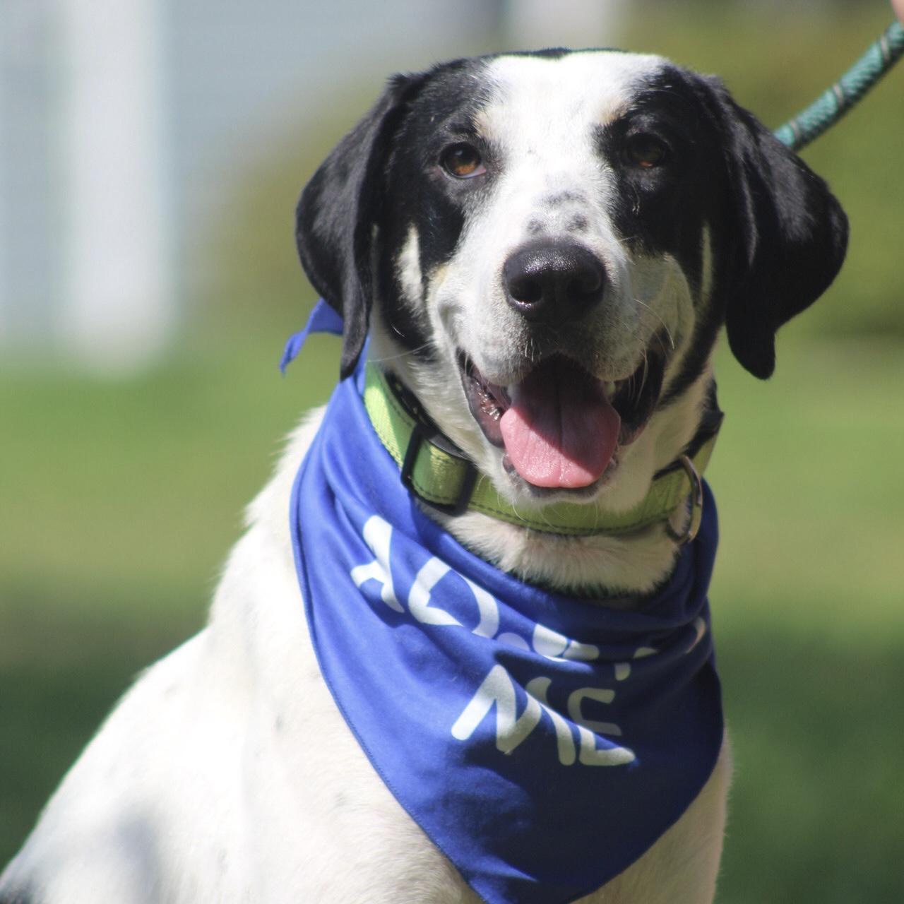 Enlarge Sadie, a Adoptable mixed breed in Jamaica Plain, MA image 2/6