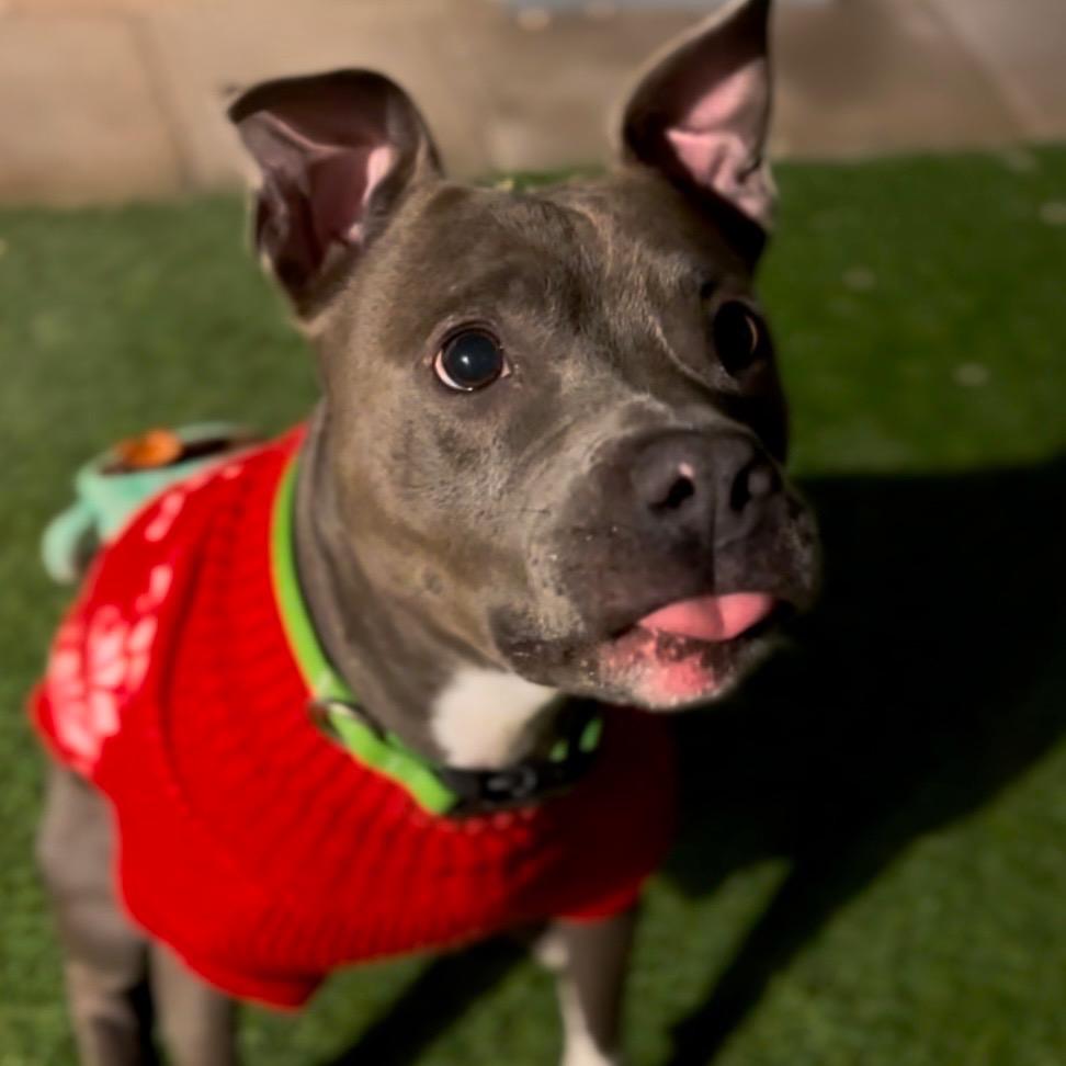 Indigo, Adoptable, Adult Female Pit Bull Terrier.