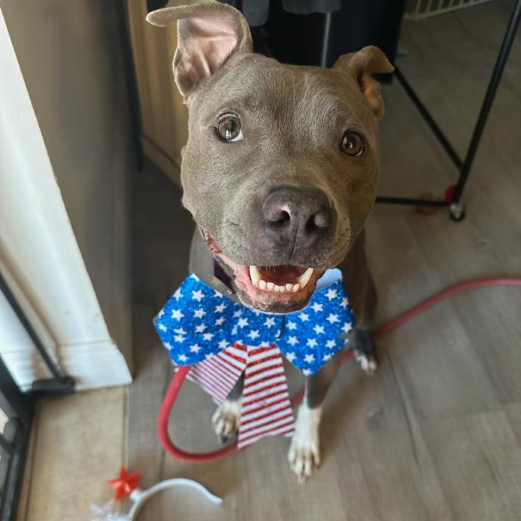 Enlarge Indigo, a Adoptable Pit Bull Terrier in Las Vegas, NV image 2/6