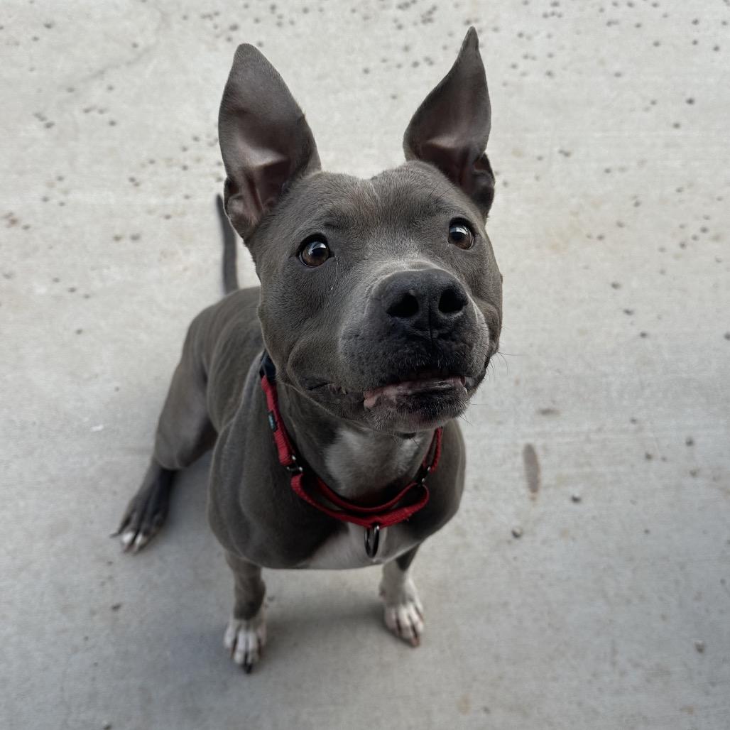 Enlarge Indigo, a Adoptable Pit Bull Terrier in Las Vegas, NV image 3/6