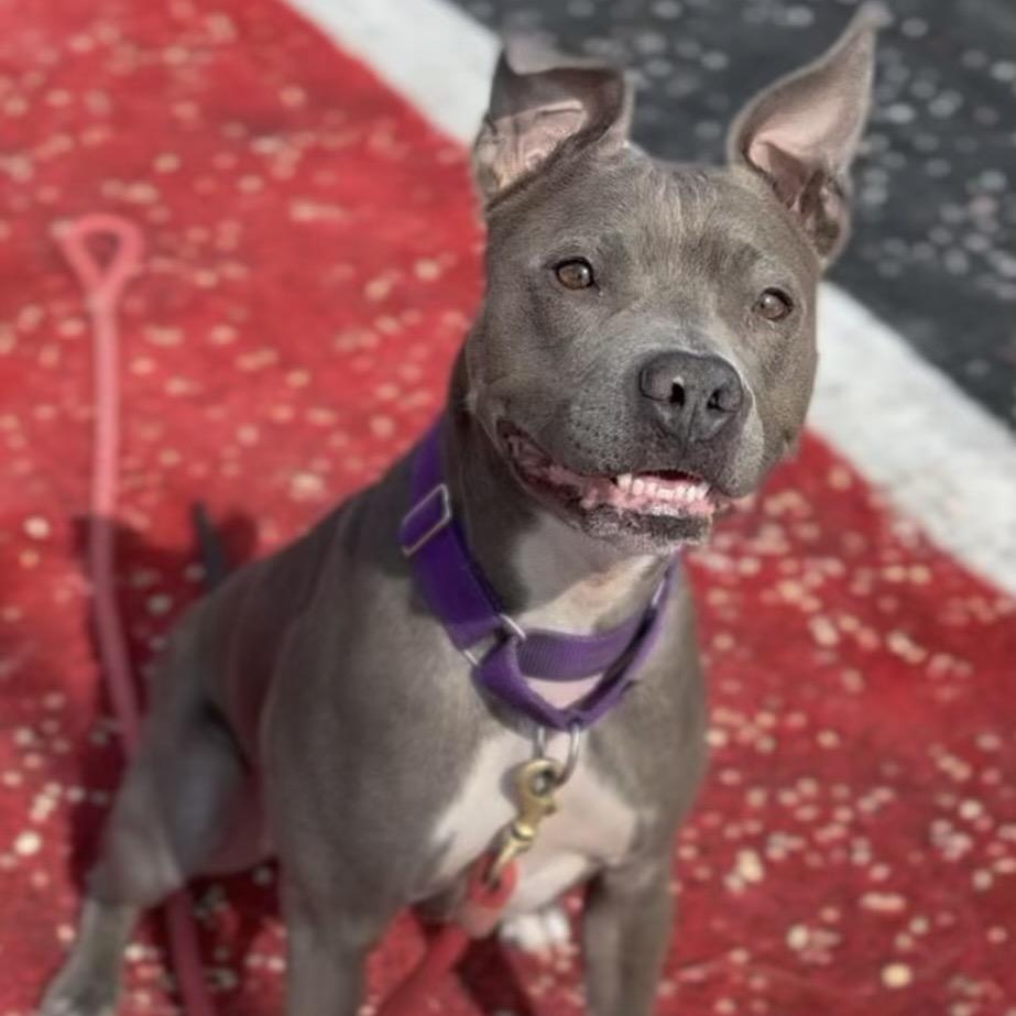 Enlarge Indigo, a Adoptable Pit Bull Terrier in Las Vegas, NV image 4/6