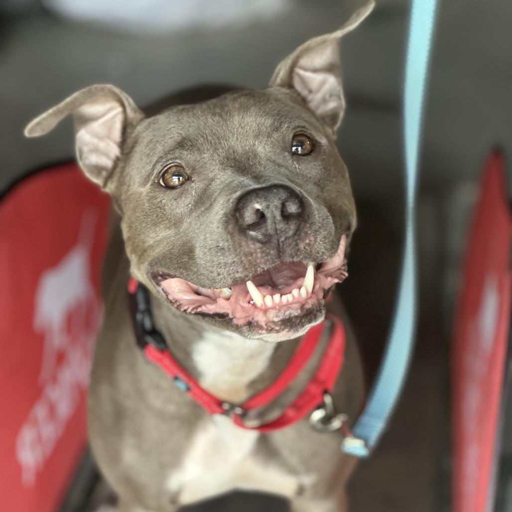 Indigo, Adoptable, Adult Female Pit Bull Terrier.