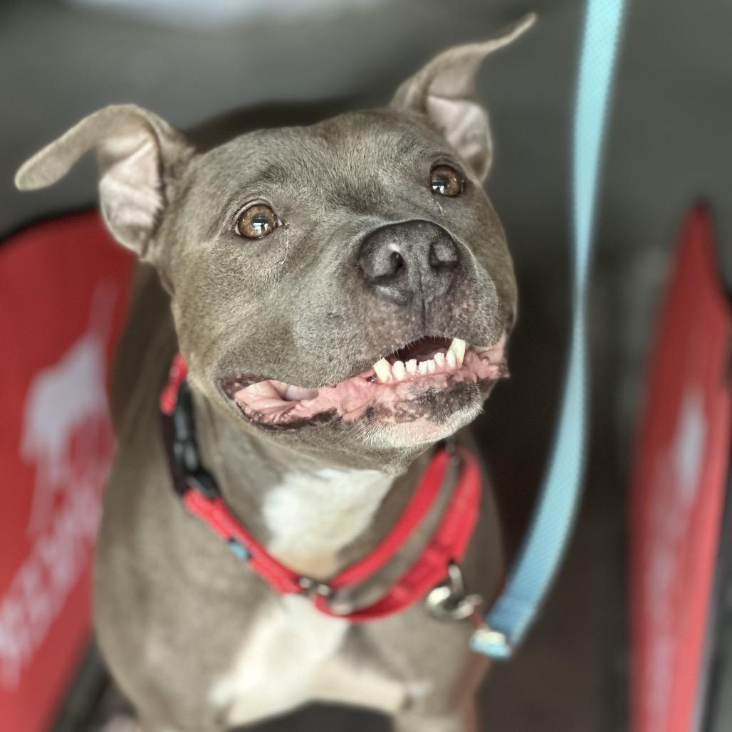 Enlarge Indigo, a Adoptable Pit Bull Terrier in Las Vegas, NV image 6/6