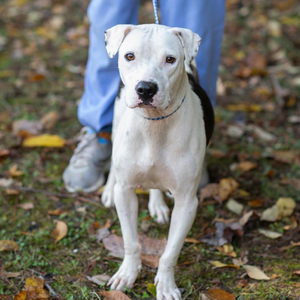Enlarge NESSY-30277, a Adoptable mixed breed in Bartlett, TN image 1/2