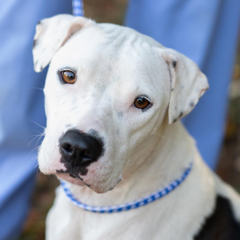 Enlarge NESSY-30277, a Adoptable mixed breed in Bartlett, TN image 2/2