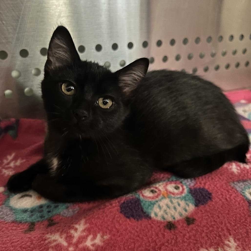 Enlarge Rainbow, a Adoptable Domestic Short Hair in Denver, CO image 1/1
