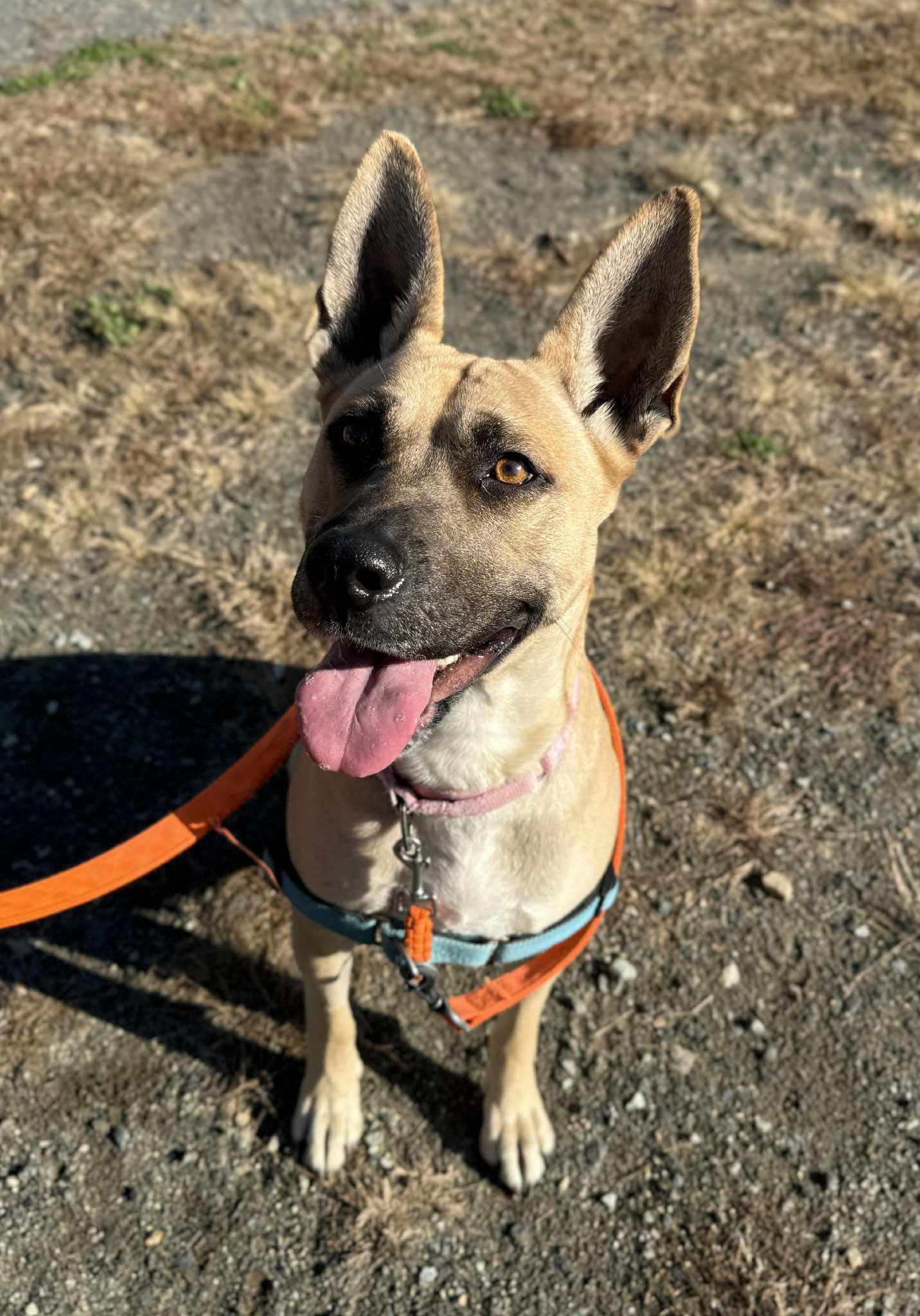 Ruby, Adoptable, Adult Female Belgian Shepherd / Malinois & Boxer.