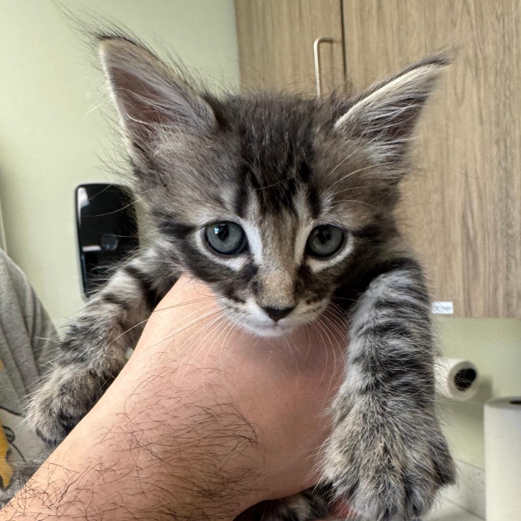 Enlarge Wisp, a ADOPTABLE Domestic Medium Hair in KANSAS CITY, KS image 1/1