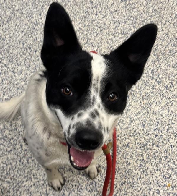 Enlarge Kenny, a Adoptable mixed breed in Golden, CO image 2/2