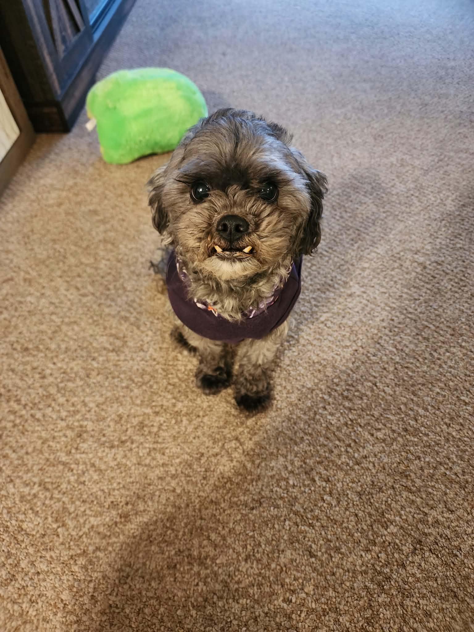 Enlarge Lulu, an adopted Shih Tzu in Holmen, WI image 1/5