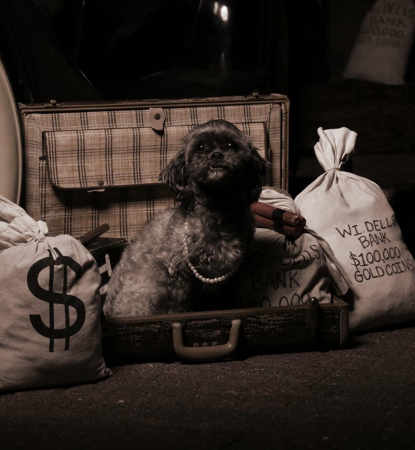 Enlarge Lulu, an adopted Shih Tzu in Holmen, WI image 3/5