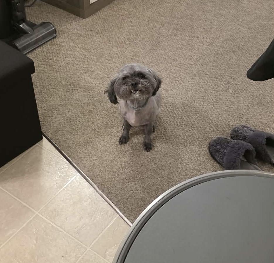 Enlarge Lulu, an adopted Shih Tzu in Holmen, WI image 4/5
