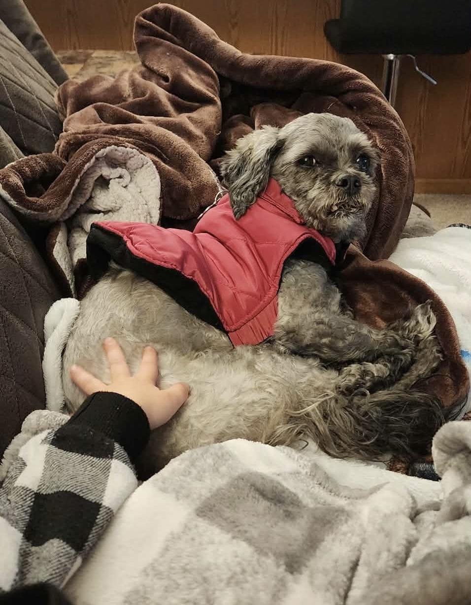 Enlarge Lulu, an adopted Shih Tzu in Holmen, WI image 5/5