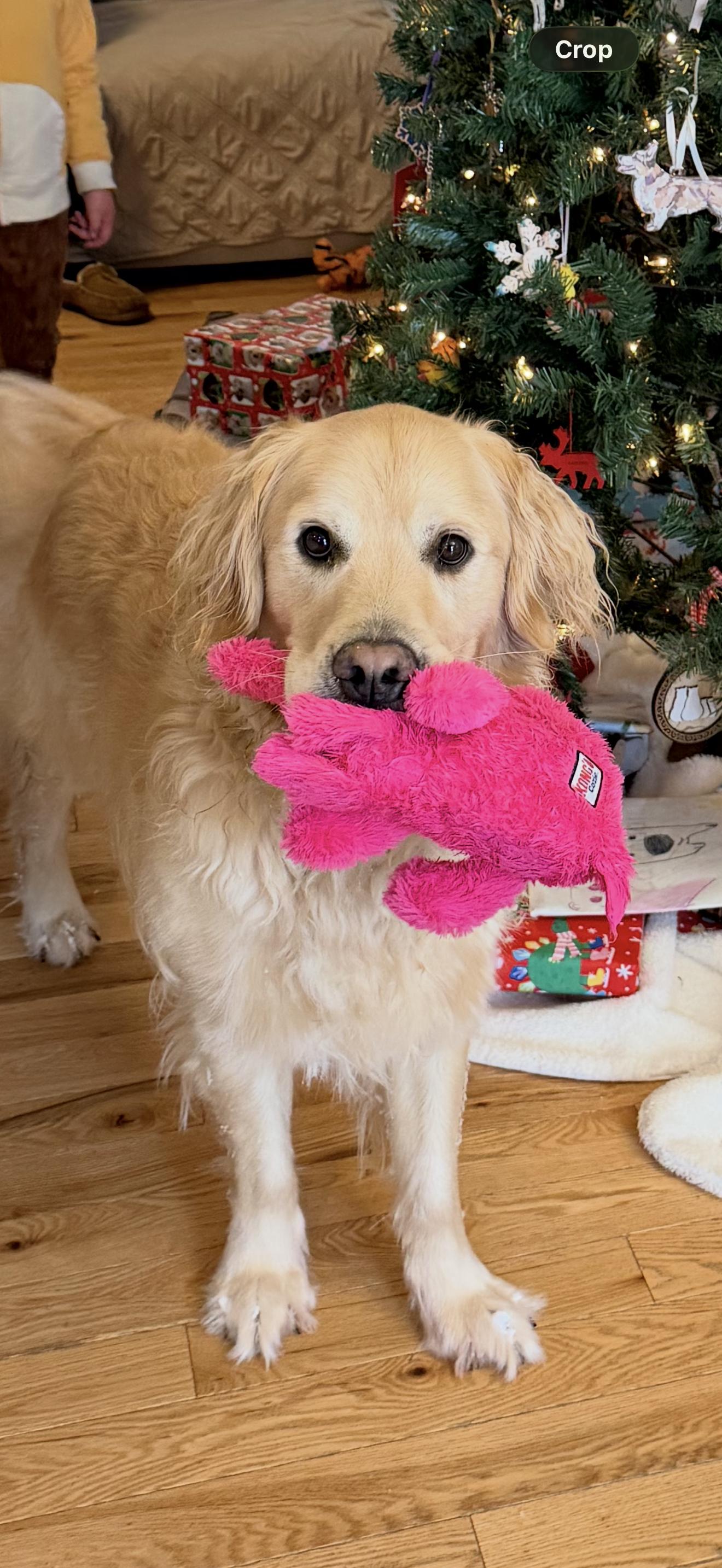 Courtesy Post - Wilbur in Maine , a ADOPTABLE Golden Retriever in Newburyport, MA image 1/4