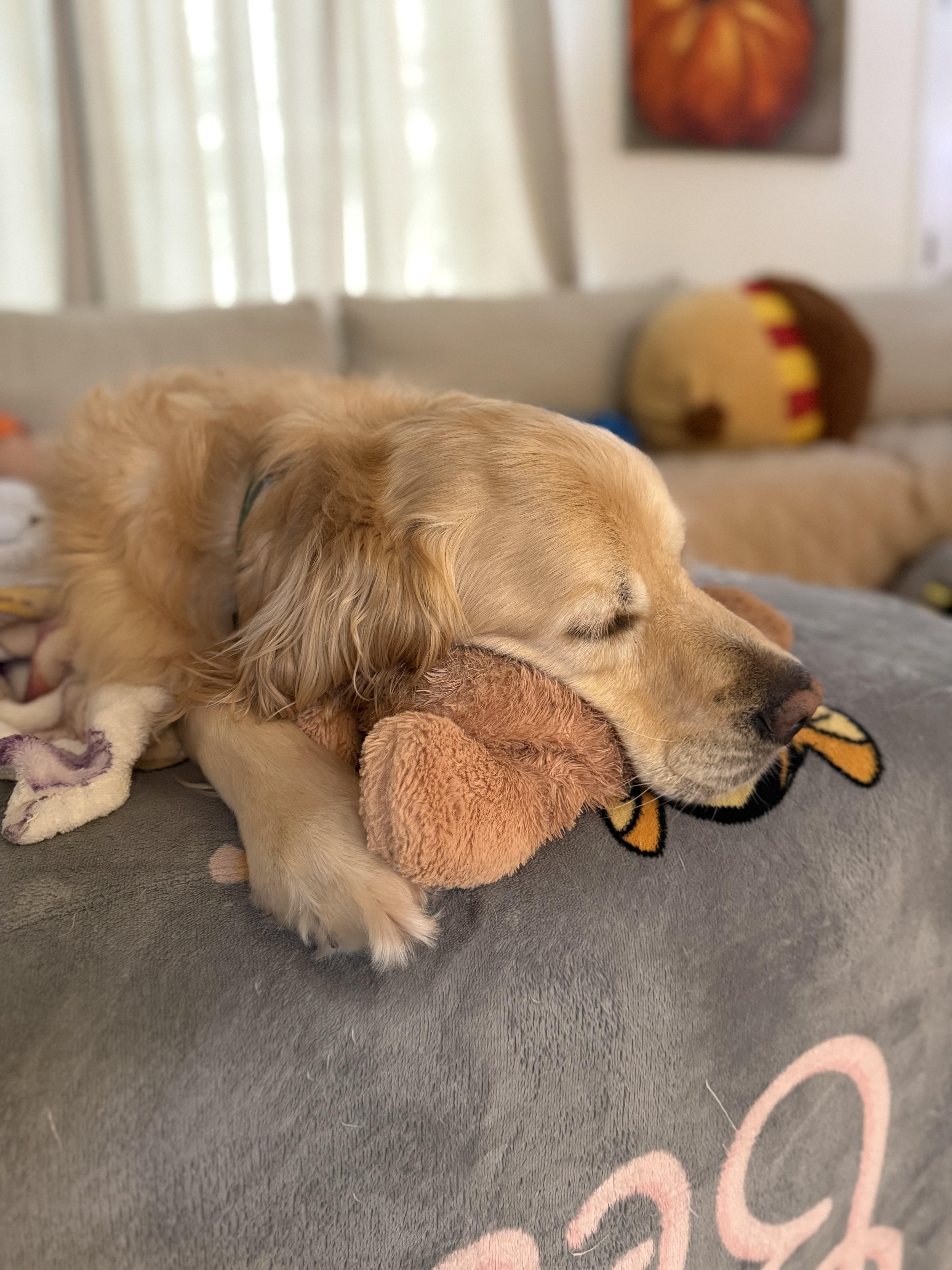 Courtesy Post - Wilbur in Maine , a ADOPTABLE Golden Retriever in Newburyport, MA image 4/4