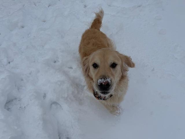 Courtesy Post - Wilbur in Maine , a ADOPTABLE Golden Retriever in Newburyport, MA image 2/4