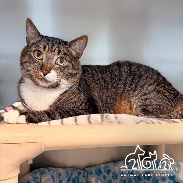 MILO, Adoptable, Adult Male Domestic Short Hair.