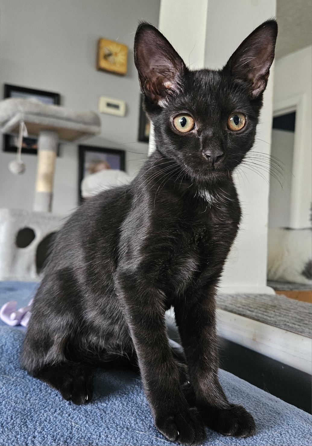 Enlarge Cinder, a Adoptable Domestic Short Hair in Elverson, PA image 1/1