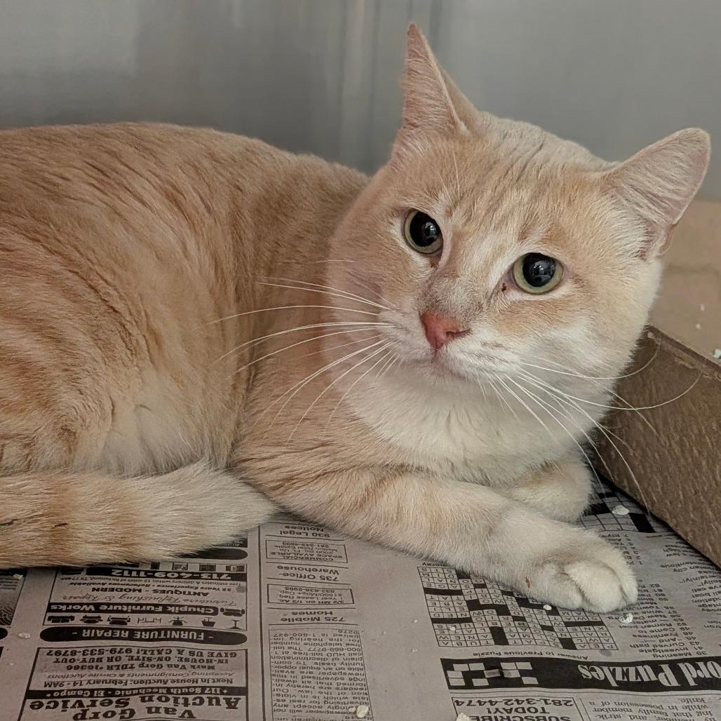 Enlarge Bruce, a Adoptable Domestic Short Hair in Houston, TX image 1/1