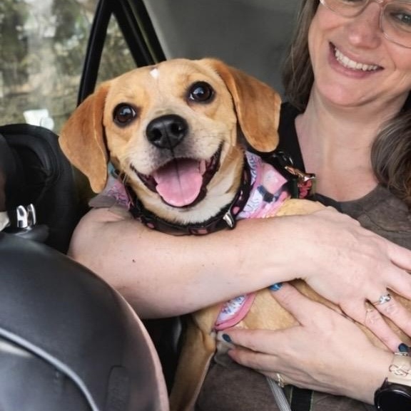 Enlarge Murphy, an adopted Beagle in Mount Prospect, IL image 2/6