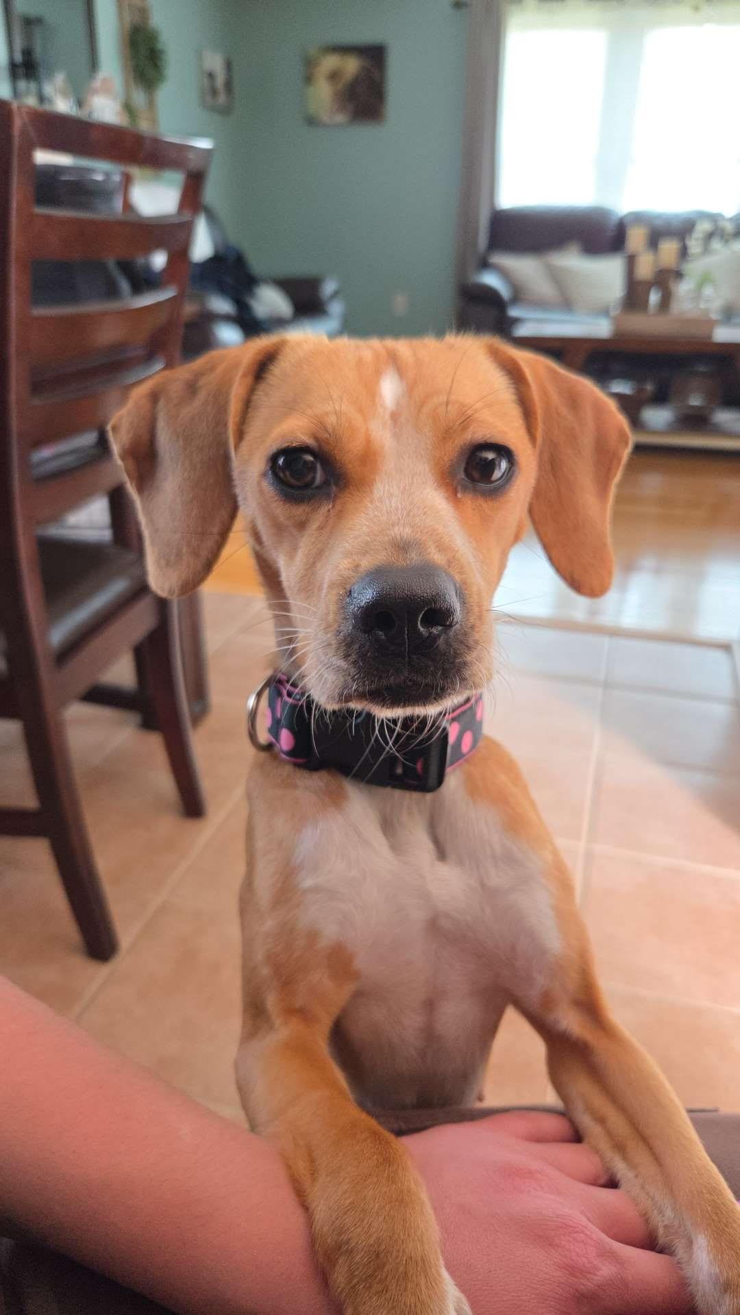 Enlarge Murphy, an adopted Beagle in Mount Prospect, IL image 6/6