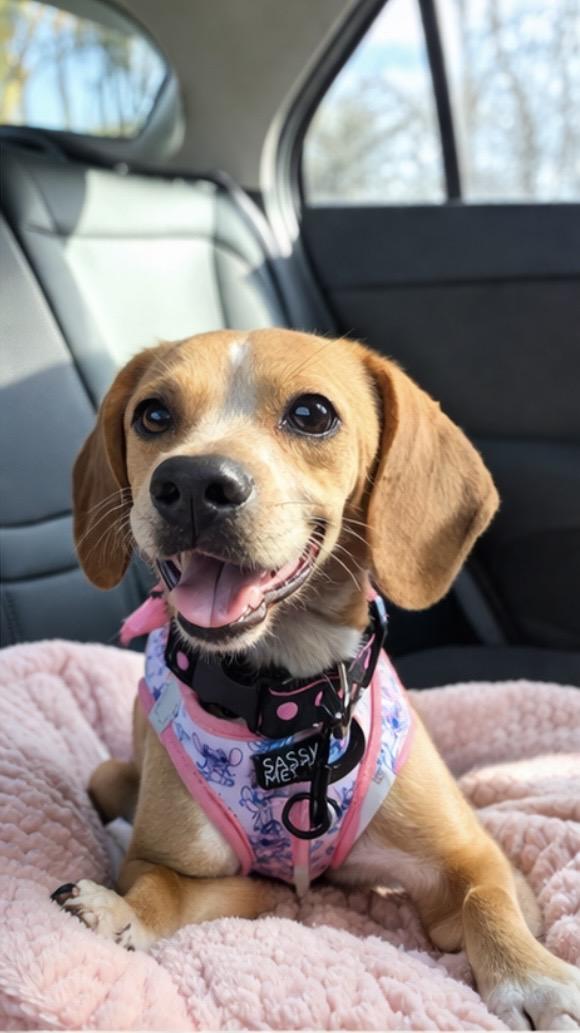Murphy, adopted, Young Female Beagle.