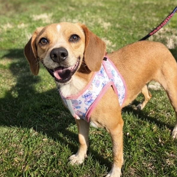 Enlarge Murphy, an adopted Beagle in Mount Prospect, IL image 4/6