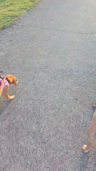 Enlarge Murphy, an adopted Beagle in Mount Prospect, IL video 5/6