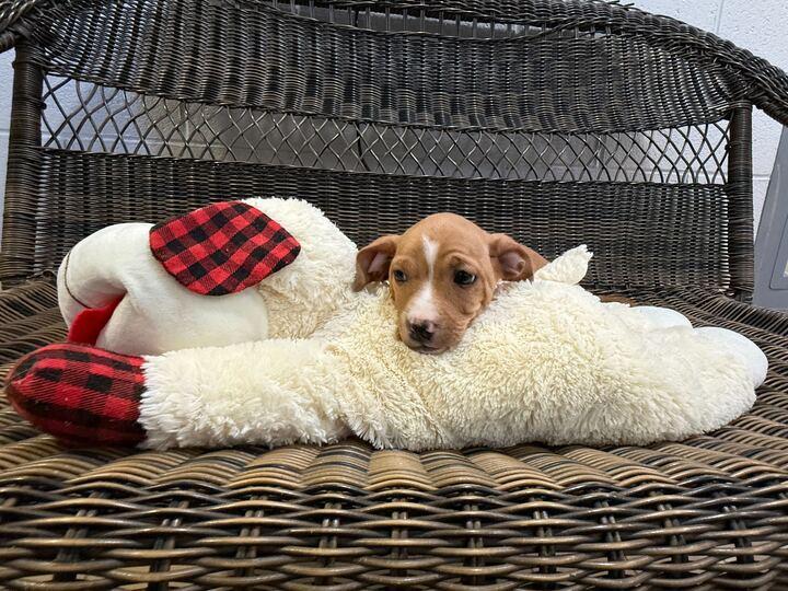 Captian Hook, adopted, Young Male Chihuahua & Beagle.