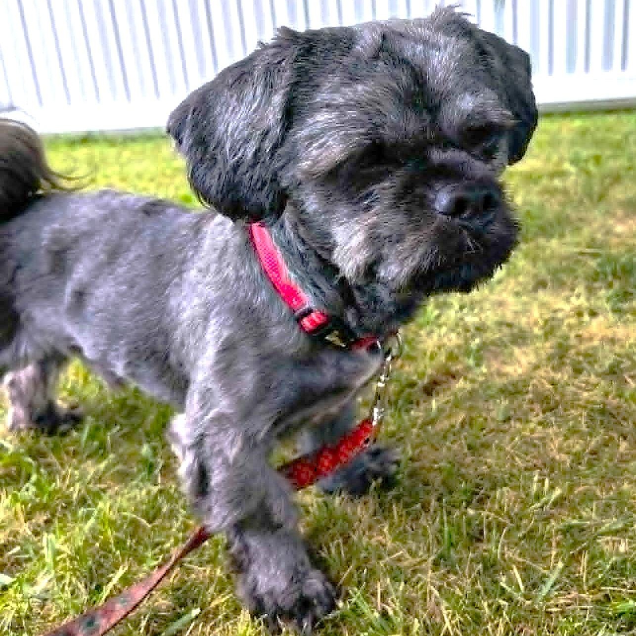 MORK, adopted, Young Male Shih Tzu.