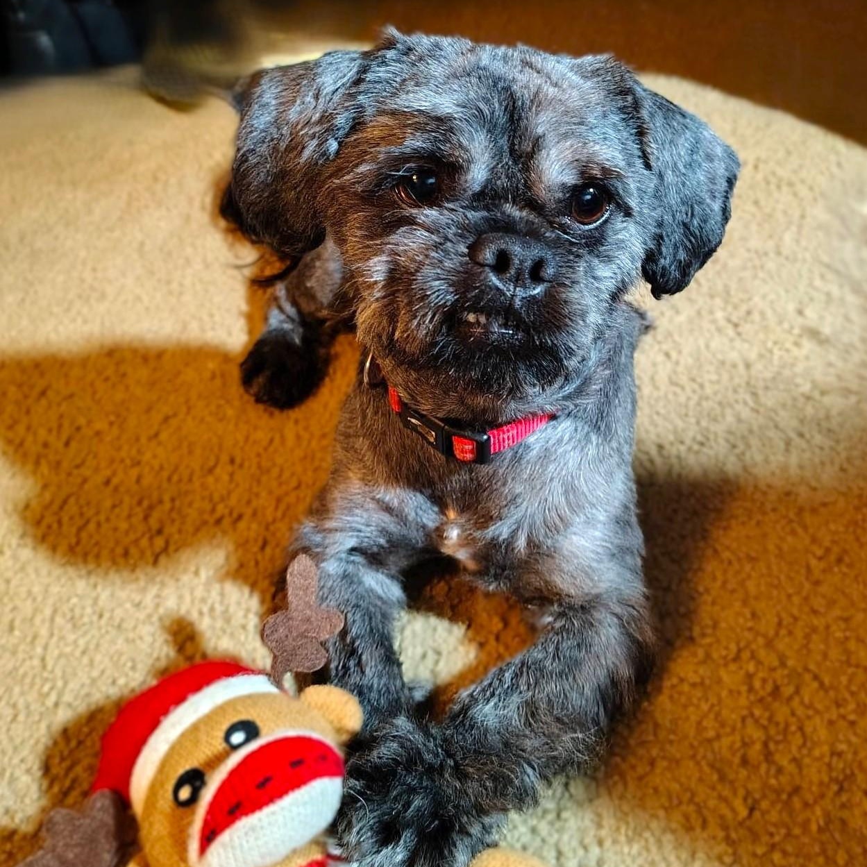MORK, an adopted Shih Tzu in Burton, MI image 4/6