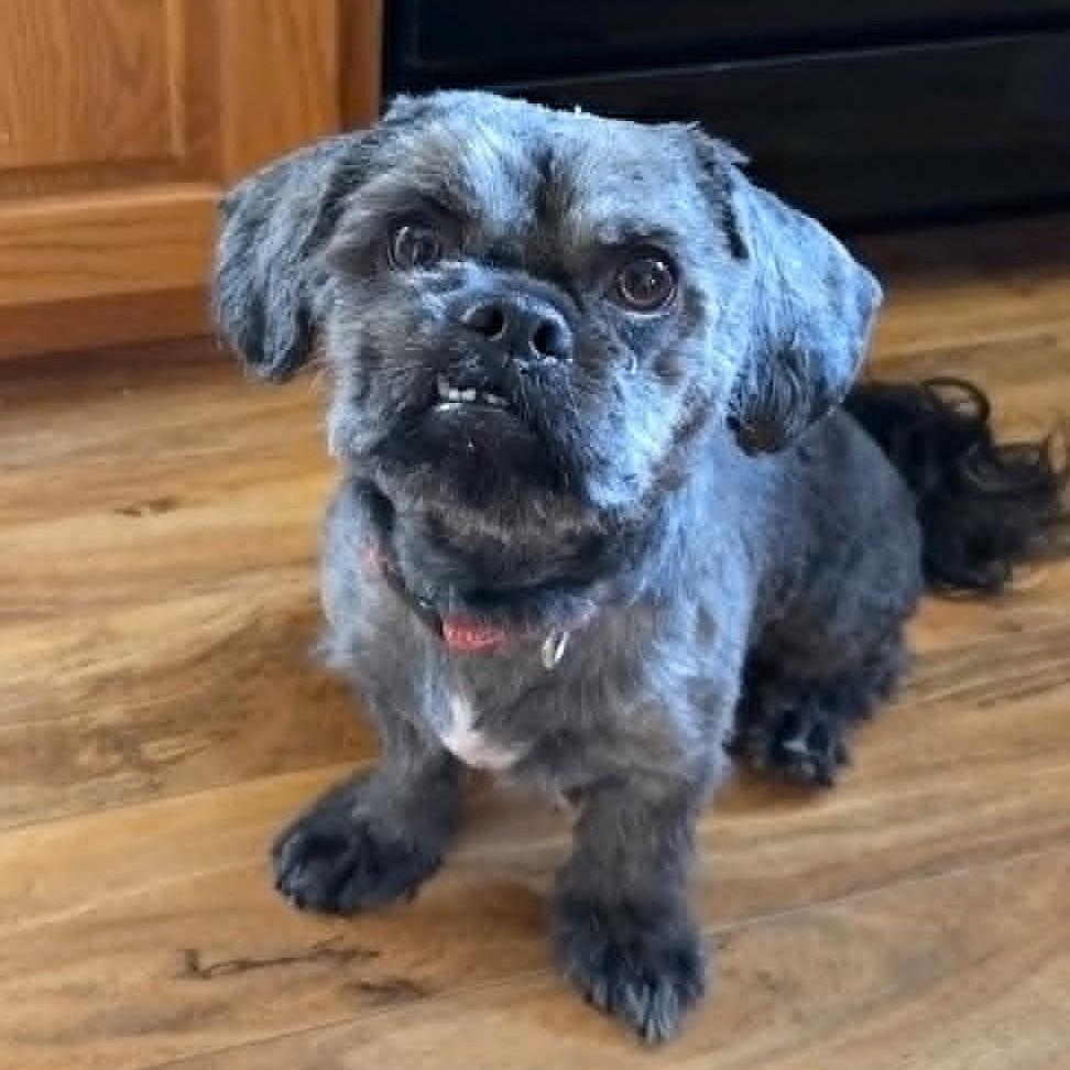 MORK, an adopted Shih Tzu in Burton, MI image 2/6